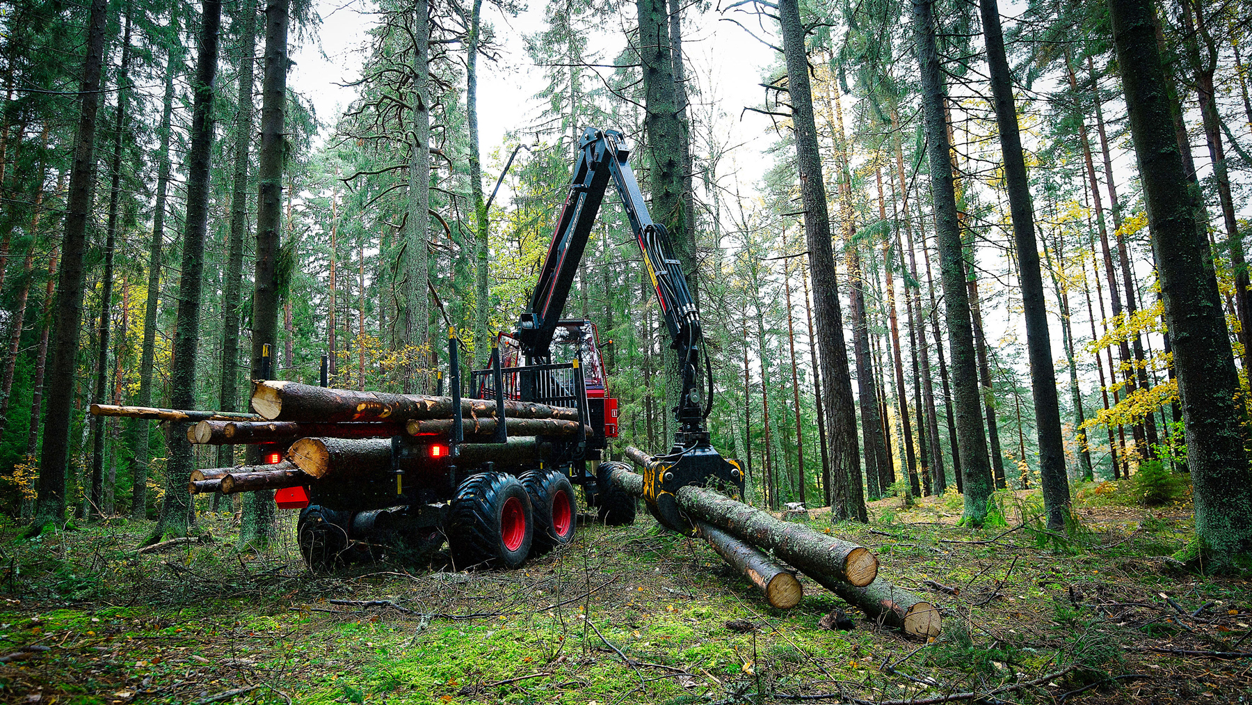 Terri skotare i skogen